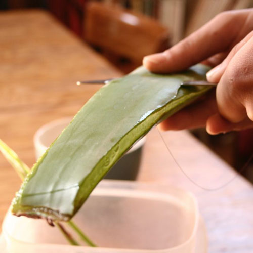 Préparer son gel d’Aloe vera maison
