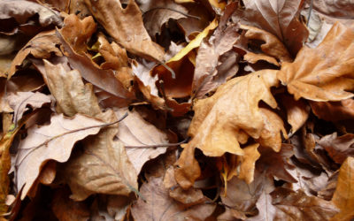 Chant-rituel d’automne « les feuilles mortes »